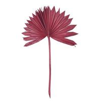 Vickerman 13.75-19.5" Deep Red Palm Spear (12 Pack)