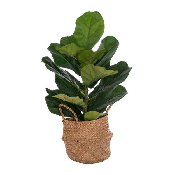 27" Artificial Two Stem Green Fiddle Leaf in Woven