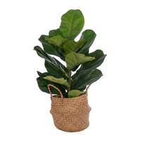 Vickerman 27" Artificial Two Stem Green Fiddle Leaf in Woven