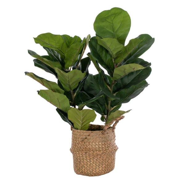 31" Artificial Two Stem Green Fiddle Leaf in Woven