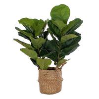 Vickerman 31" Artificial Two Stem Green Fiddle Leaf in Woven