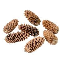 Vickerman 9.5"-10" Sugar Pinecone (7 Pack)