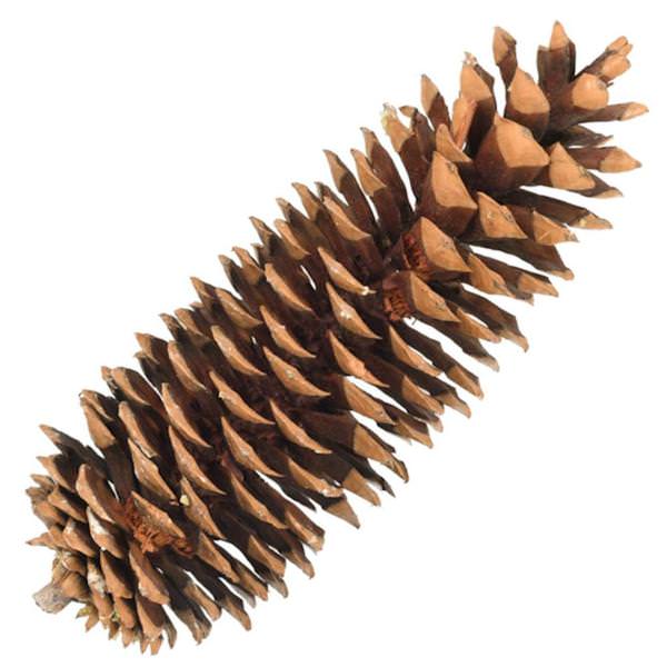 9.5"-10" Bulk Sugar Pinecone (70 Pack)