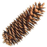 Vickerman 9.5"-10" Bulk Sugar Pinecone (70 Pack)