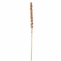 Vickerman 34" Artificial Brown Design Polynesian Stem