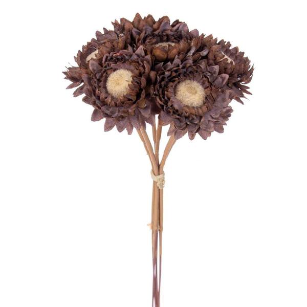 7" Dark Brown Daisy Strawflower (6 Pack)
