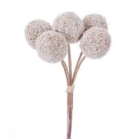 View 7" White Billy Button Stem (6 Pack)