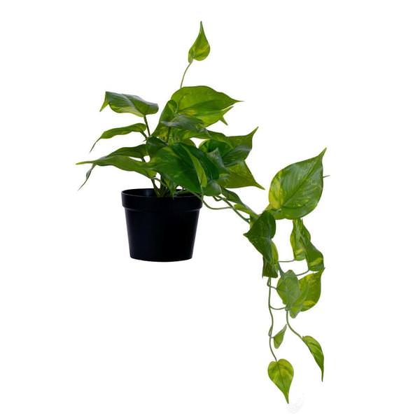 15" Green Potted Monstera Plant
