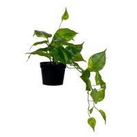 Vickerman 15" Green Potted Monstera Plant