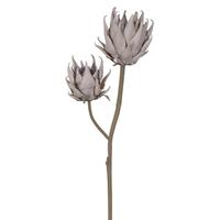 Vickerman 26" Artificial Cream Dried Protea Two Headed Stem (2 Pack)
