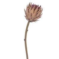 Vickerman 25" Artificial Light Orange Protea Stem (2 Pack)