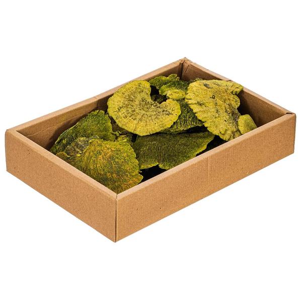 4"-6" Basil Sponge Mushroom (24 pack)
