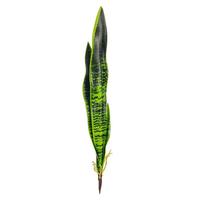 Vickerman 25" Artificial Green Sanseveria Pick (4 pack)