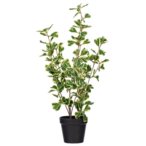 24" Variegated Triangle Ficus Potted
