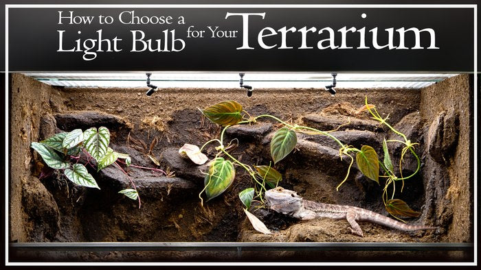 How to Choose a Light Bulb for Your Terrarium