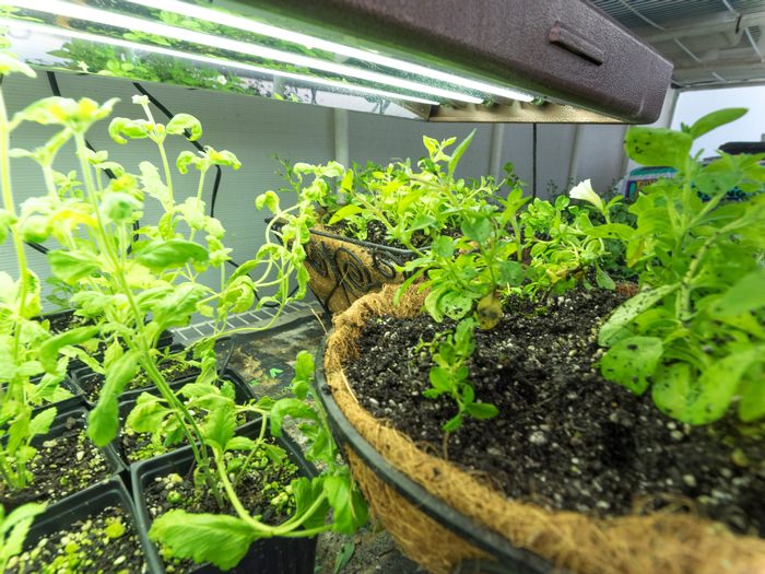 Indoor grow lights