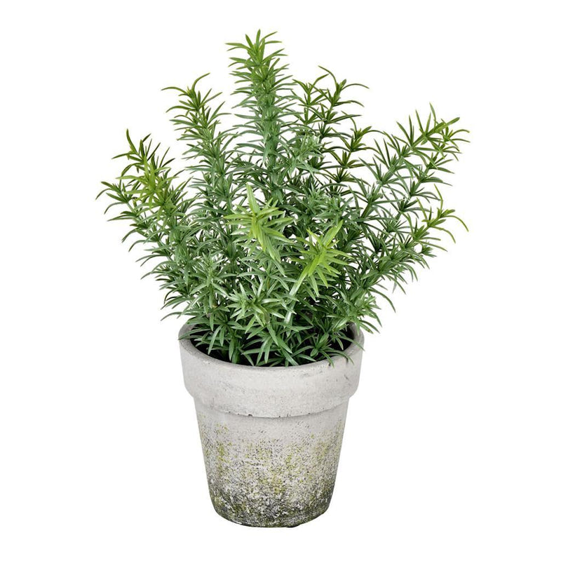Bushes