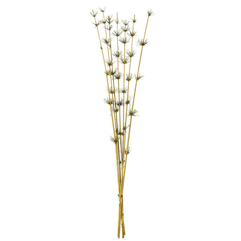 Dried and Preserved Reeds / Bamboo