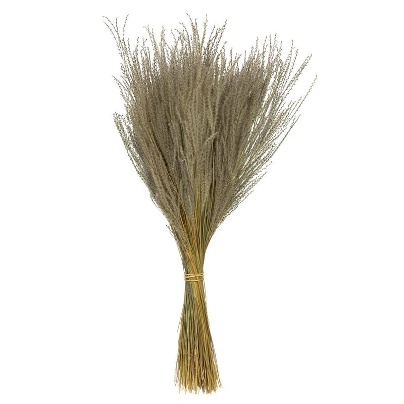 Dried and Preserved Grass