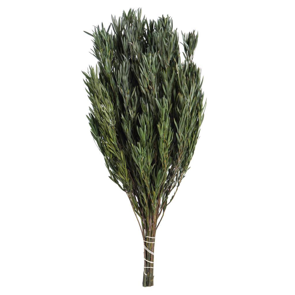 Vickerman 12"-20" 6oz Green Preserved Salignum