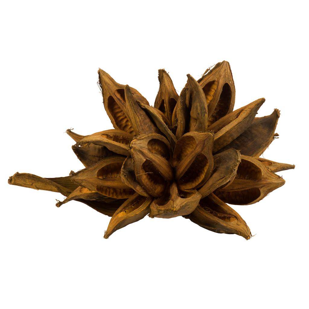 Vickerman 12"-16" Aspen Gold Preserved Star Pod
