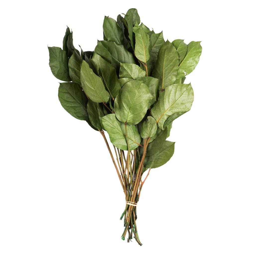 Vickerman 16"-22" 4oz Spring Green Preserved Salal