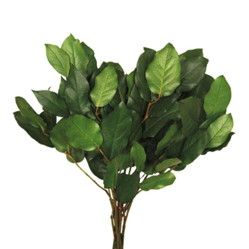 Vickerman 16"-22" Spring Green Preserved Salal