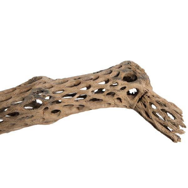 36-41" Natural Cholla Piece - Image 3