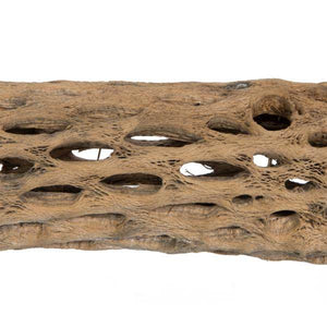36-41" Natural Cholla Piece - Image 2