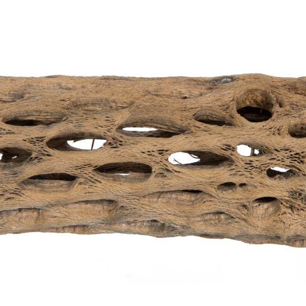 36-41" Natural Cholla Piece - Image 2