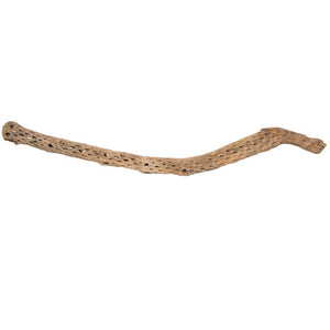 36-41" Natural Cholla Piece