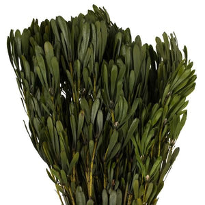 18"-24" 5oz Oasis Green Preserved Platys - Image 2