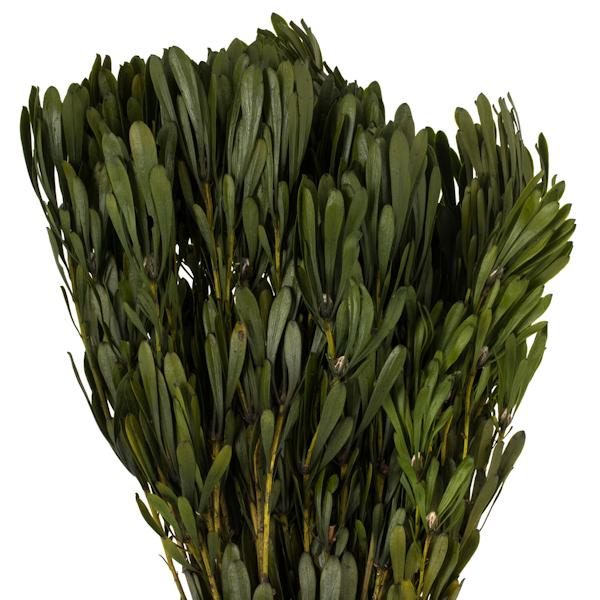 18"-24" 5oz Oasis Green Preserved Platys - Image 2