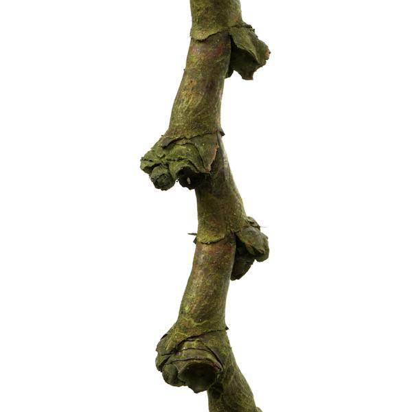40"-48" Basil Preserved Ladder Branches (7 branches) - Image 2