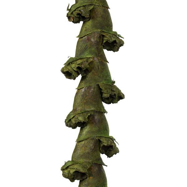 40"-48" Basil Preserved Ladder Branches (7 branches) - Image 3