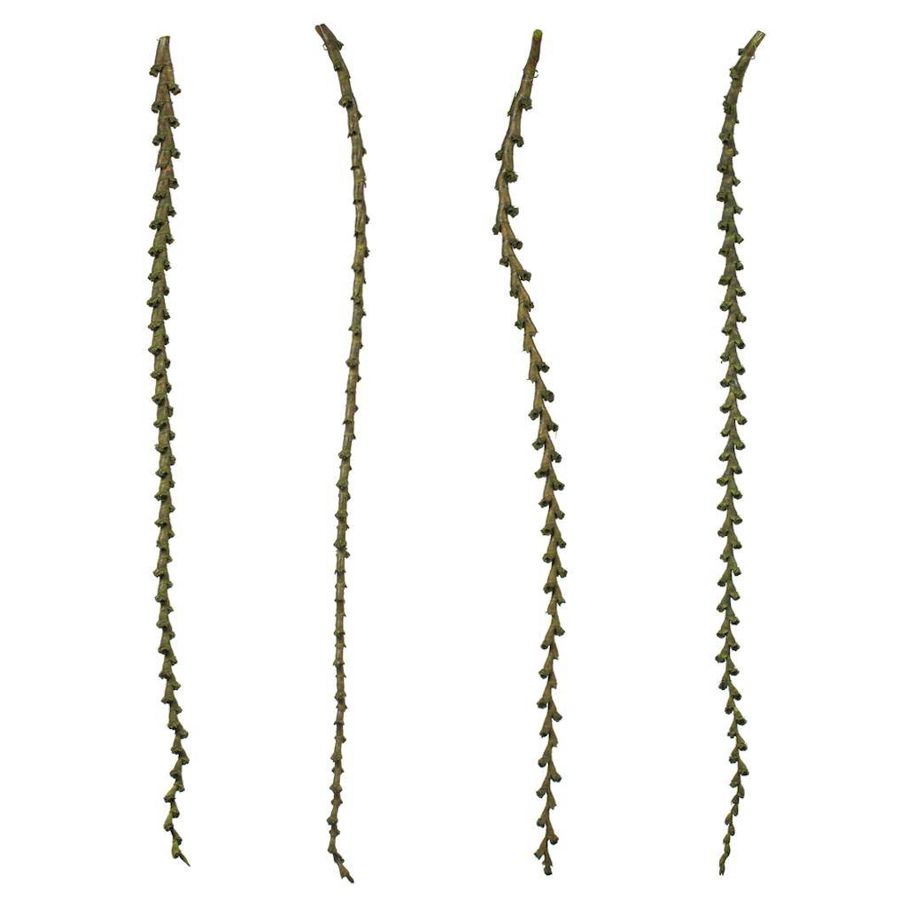 40"-48" Basil Preserved Ladder Branches (7 branches)
