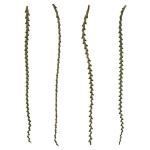 40"-48" Basil Preserved Ladder Branches (7 branches)