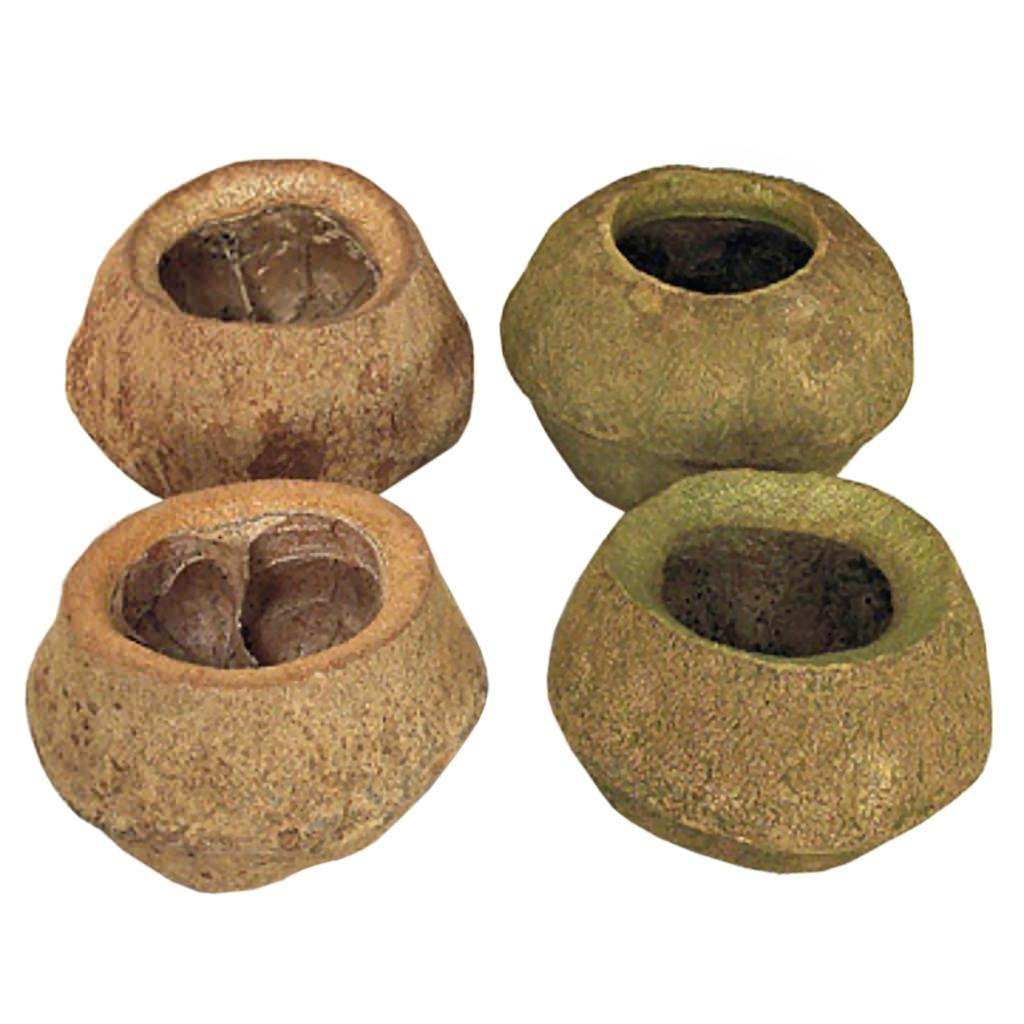 Vickerman 4"-6" Natural Preserved Sapa Pod (3 pack)
