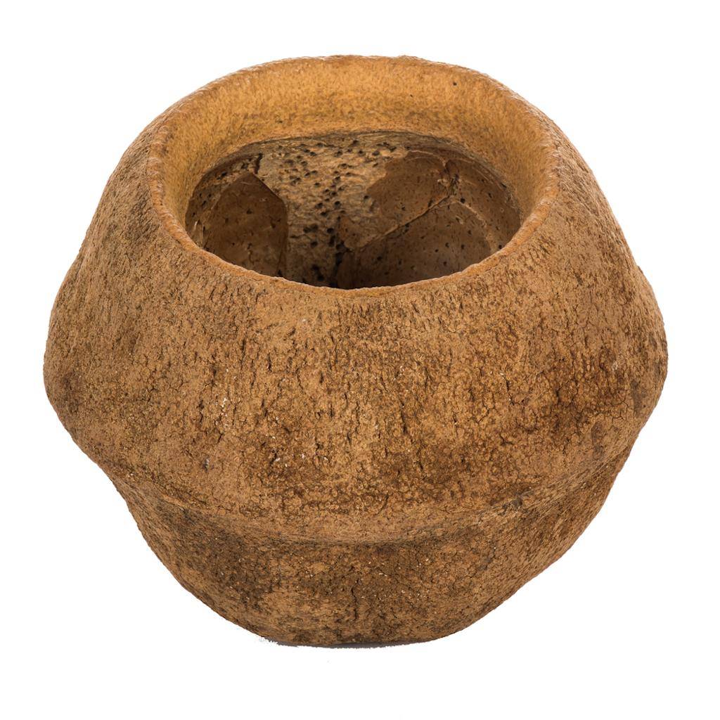 Vickerman 4" Natural Preserved Sapa Pod