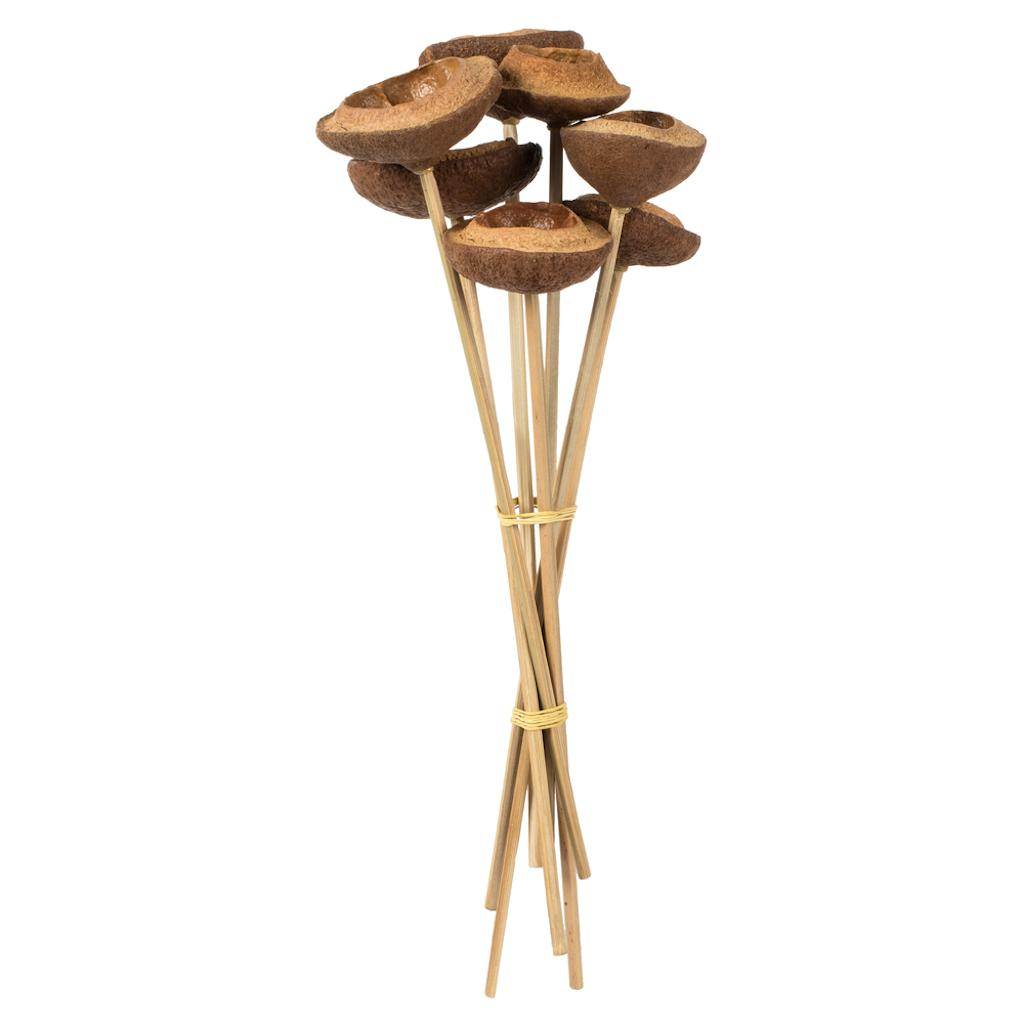 15" Natural Preserved Tigela Pod Stem Bundle (7 pack)