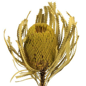 12"-18" Basil Preserved Banksia Flower (3 pack) - Image 2