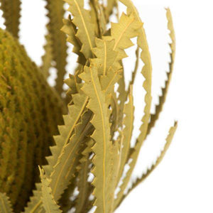 12"-18" Basil Preserved Banksia Flower (3 pack) - Image 3