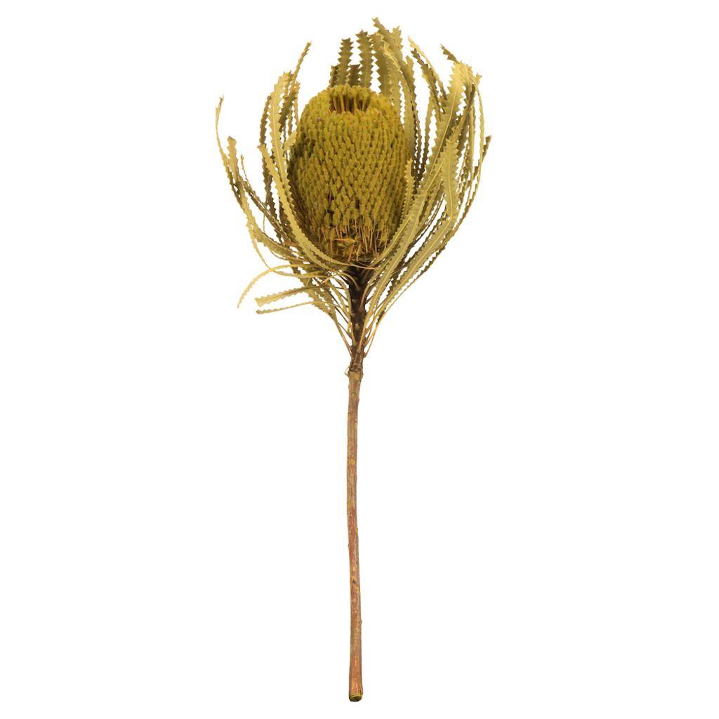 12"-18" Basil Preserved Banksia Flower (3 pack)