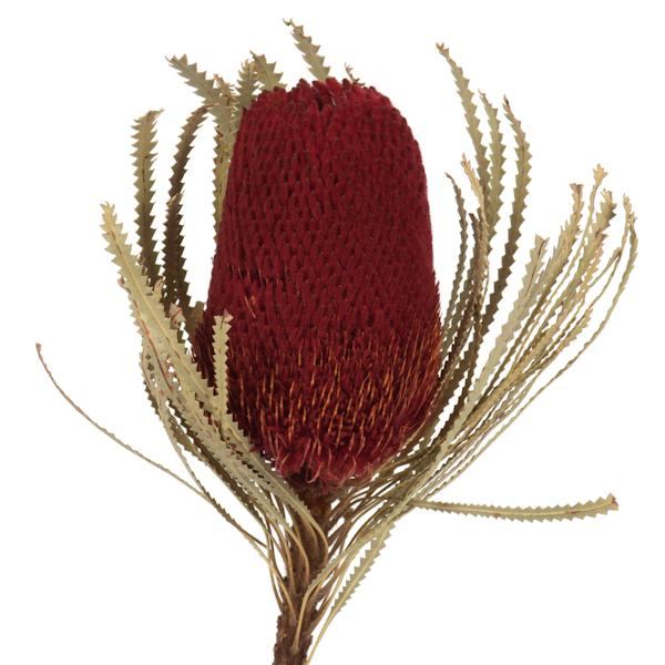 12"-18" Red Preserved Banksia Flower (3 pack) - Image 2
