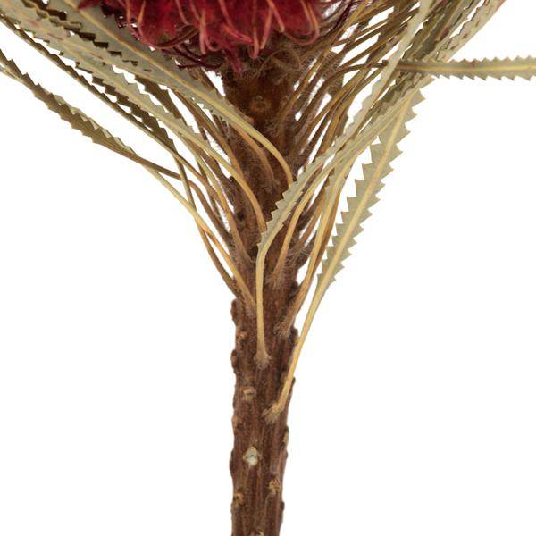 12"-18" Red Preserved Banksia Flower (3 pack) - Image 3