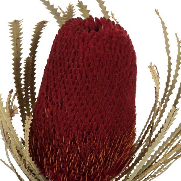 12"-18" Red Preserved Banksia Flower (3 pack) - Image 4