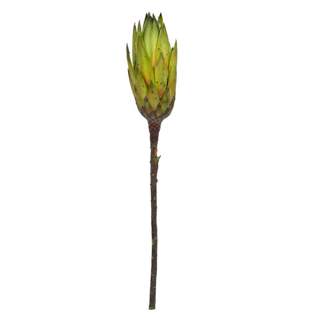 Vickerman 14" Basil Repens Natural Stem (6 Pack)