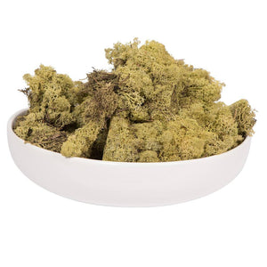 2Lbs Light Green Moss Dried and Preserved Natural Botanicals