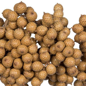 6"-8" Natural Canella (25 Pack) - Image 3