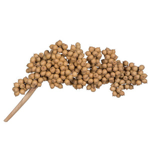 6"-8" Natural Canella (25 Pack)
